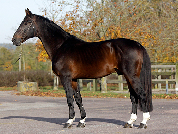 Kannan Stallion